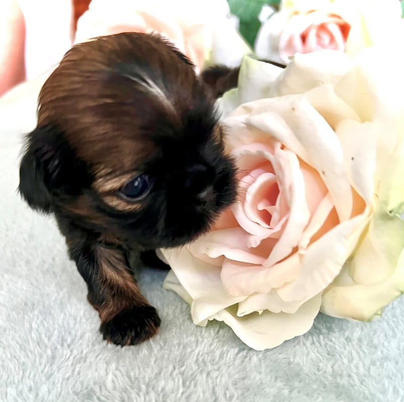 honey-red-sable-girl-flower-800x797