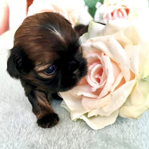 honey-red-sable-girl-flower-800x797